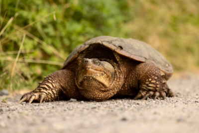 How fast do snapping turtles grow