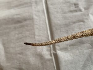 Bearded dragon tail rot treatment