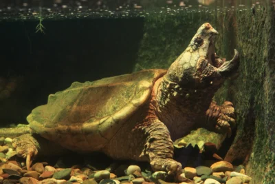 Are snapping turtles endangered?