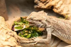 Can bearded dragons have cilantro