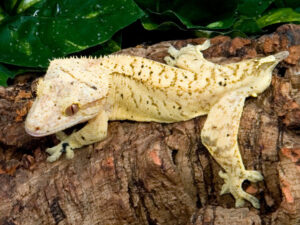 do crested geckos' tails grow back