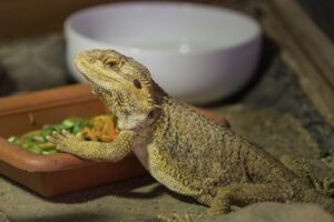 How long can a bearded dragon go without eating