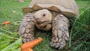 Can sulcata tortoises eat carrots
