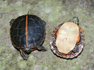 Do pet turtles hibernate