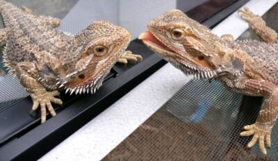 Can bearded dragons have strawberries