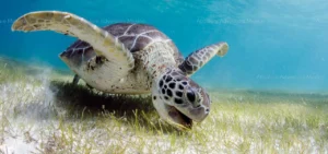 Can sea turtles live in freshwater