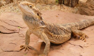How long can a bearded dragon go without eating