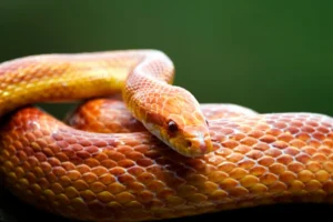 Are corn snakes friendly