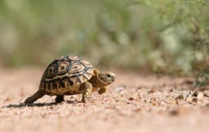 How big do tortoises get