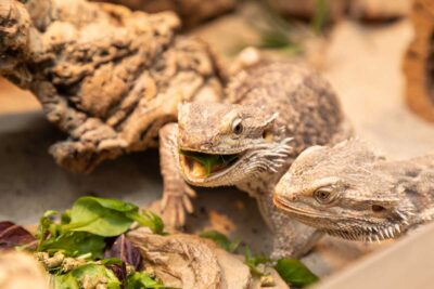 Can bearded dragons have cilantro