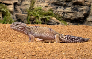 Do leopard geckos like to be pet