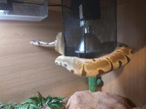Reptile heating bulb