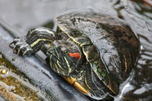 Painted turtle vs Red eared slider