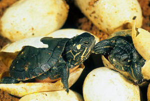 How long do painted turtle eggs take to hatch