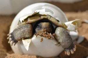 How long does it take box turtle eggs to hatch