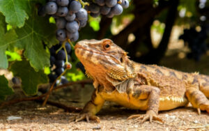 Can bearded dragons eat grapes