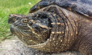What to feed a snapping turtle