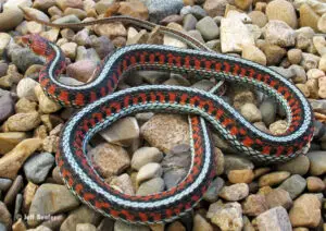 How often do garter snakes eat