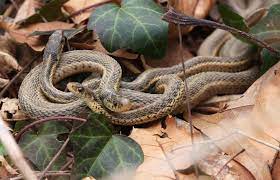 Where Do Garter Snakes Live