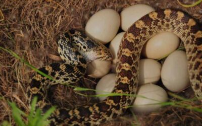 Can ball pythons eat eggs