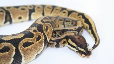 When is breeding season for ball pythons