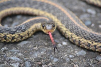 What do baby garter snakes eat