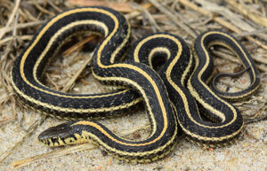 Where Do Garter Snakes Live