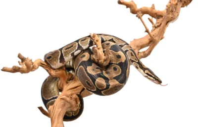 How often do ball pythons eat