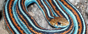 How to catch a garter snake