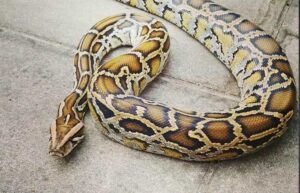 Are Burmese Pythons Aggressive