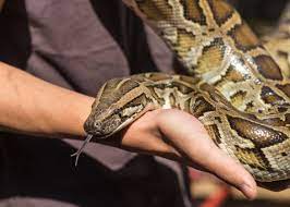How Fast Do Burmese Pythons Grow