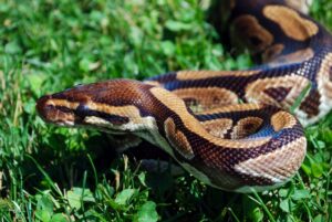 When is breeding season for ball pythons