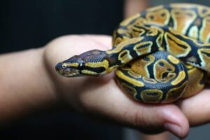 How to breed a ball python