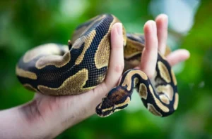 how long can a ball python go without water