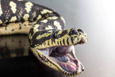 do ball pythons have fangs