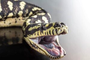 Are ball pythons poisonous