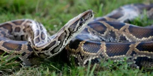 How Fast Do Burmese Pythons Grow