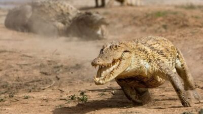 How fast can an american alligator run