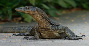 How smart are monitor lizards