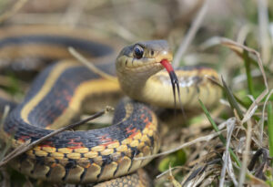 What do baby garter snakes eat