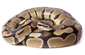 how long can a ball python go without water