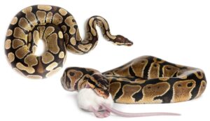How long can ball pythons go without eating