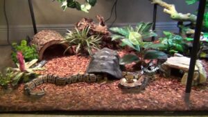 What size tank for ball python