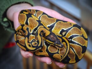 How big do male ball pythons get