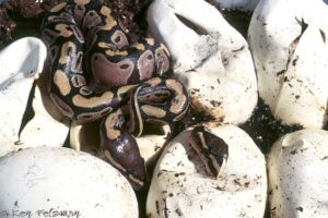 Can ball pythons eat eggs