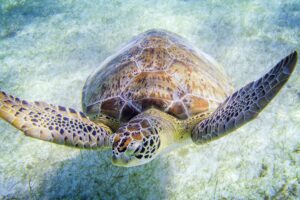 How long can a green sea turtle hold its breath