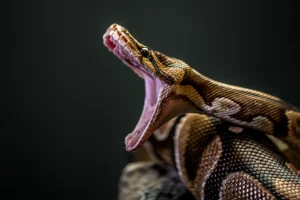Are ball pythons poisonous