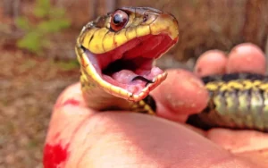 Do garter snakes have fangs