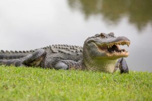 How fast can an american alligator run