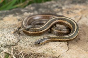 What do garter snakes eat